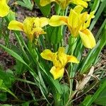 Iris pumila Blomma
