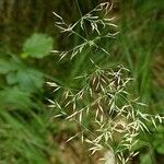 Calamagrostis arundinacea Fruto