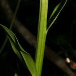 Chamaelirium luteum Corteccia