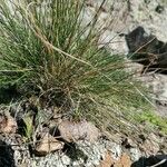 Festuca filiformis Folio