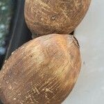 Attalea brasiliensis Fruto