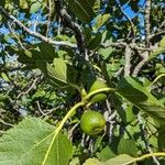 Ficus carica Vaisius