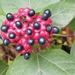 Clerodendrum bungeiPlod