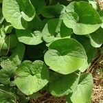 Asarum canadense Liść