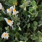 Linaria reflexa Flower
