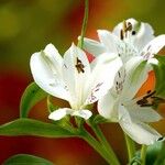 Alstroemeria aurea अन्य