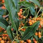 Pyracantha crenulata List