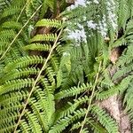 Dryopteris filix-masপাতা