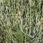 Ephedra equisetina Blad