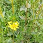 Silphium integrifolium পাতা