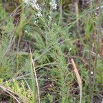 Eupatorium hyssopifolium Pokrój