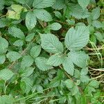 Rubus sprengelii その他の提案