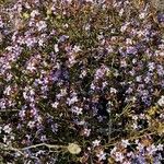 Plumbago europaea Blodyn