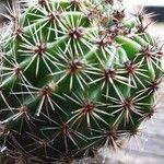 Echinopsis oxygona 其他
