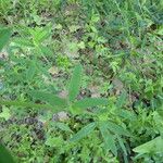 Trifolium rubens Листок