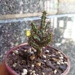 Euphorbia aeruginosa Blatt