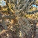 Cylindropuntia fulgida Folha