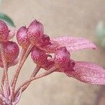 Bulbophyllum longiflorum Floare