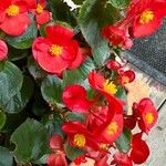 Begonia cucullataFlower