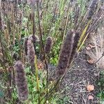 Agastache rugosa Fula