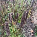 Agastache rugosa Kvet