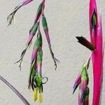 Billbergia nutansBlomma