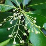 Calophyllum inophyllum 花