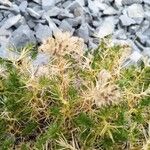 Drypis spinosa Mbuma