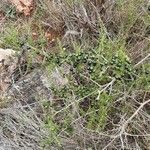 Asparagus acutifolius Habitus