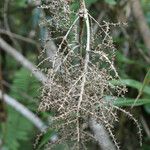 Cordyline mauritiana Fruto