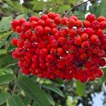 Sorbus aucuparia Frucht