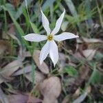 Narcissus serotinus Lorea