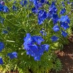 Delphinium grandiflorum Квітка