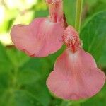 Salvia × jamensis Flors