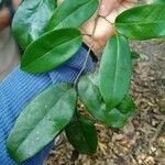 Huberantha nitidissima Лист