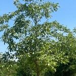 Juglans regiaЛисток