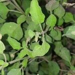 Ocimum tenuiflorumLeaf