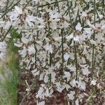 Retama raetam Fleur