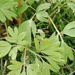 Corydalis solida Hoja