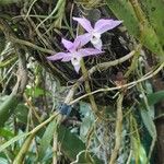 Dendrobium aduncum Kwiat