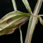 Canscora alata Habit