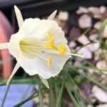 Narcissus cantabricus Flor