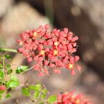 Cyphostemma horombense Flor