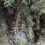 Picea omorika Hostoa