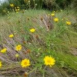 Heterotheca subaxillaris Habit