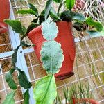 Rhipsalis grandiflora Leaf