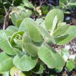 Arctostaphylos confertiflora പുഷ്പം