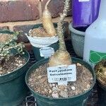 Pachypodium succulentum Kabuk