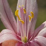 Fritillaria pluriflora Flor