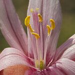 Fritillaria pluriflora Flower